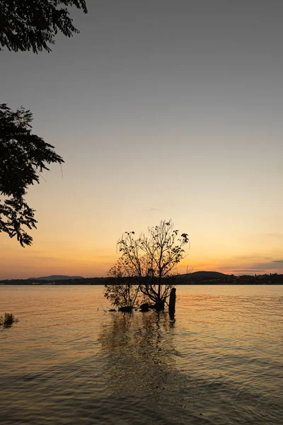 日没時に水の中の木の垂直ショット — ストック写真