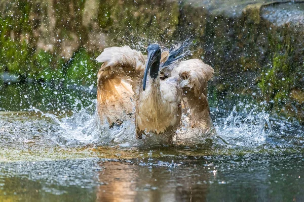 Een Ibis Vogel Spetterend Het Water Buiten — Stockfoto