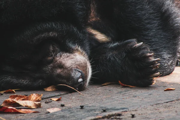 Zbliżenie Ujęcia Wielkiego Niedźwiedzia Leżącego Ziemi Jakimś Suchym Upadłym Jesiennym — Zdjęcie stockowe