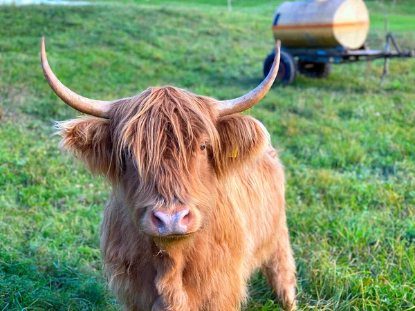 Detailní Záběr Roztomilý Hnědý Highland Dobytek Travnatém Poli Slunečného Dne — Stock fotografie