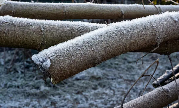 Zbliżenie Ujęcia Sopli Lodowych Kłodach Drzew Podczas Zimy — Zdjęcie stockowe
