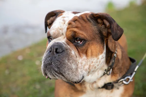 Egy Közeli Felvétel Egy Bulldogról Homályos Háttérben — Stock Fotó