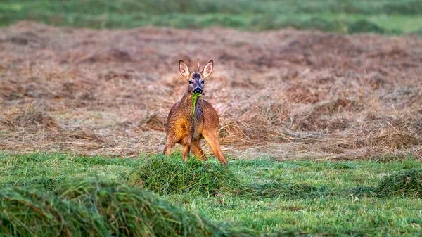 Beautiful Roe Deer Eating Grass Field — Stock Photo, Image