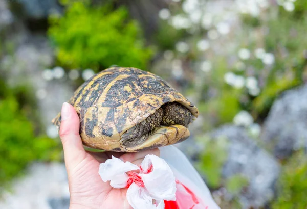 A hand holding a small cute turtle hiding in its shell