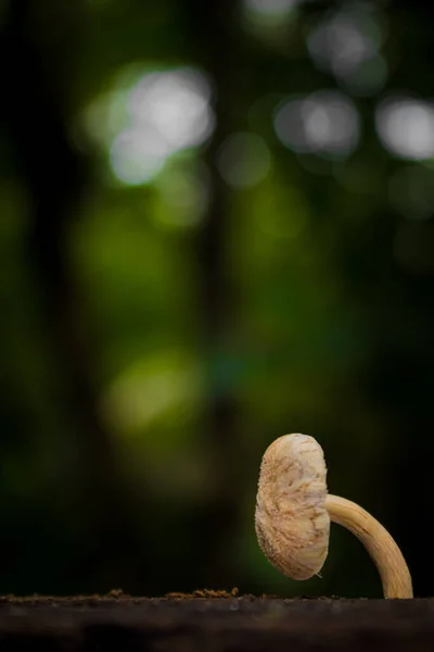 ぼやけた背景に孤立した小さなキノコの美しいショット — ストック写真