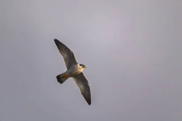 Norwich Limanı Üzerinde Uçan Peregrine Falcon Yakın Çekimi Norwich Connecticut — Stok fotoğraf