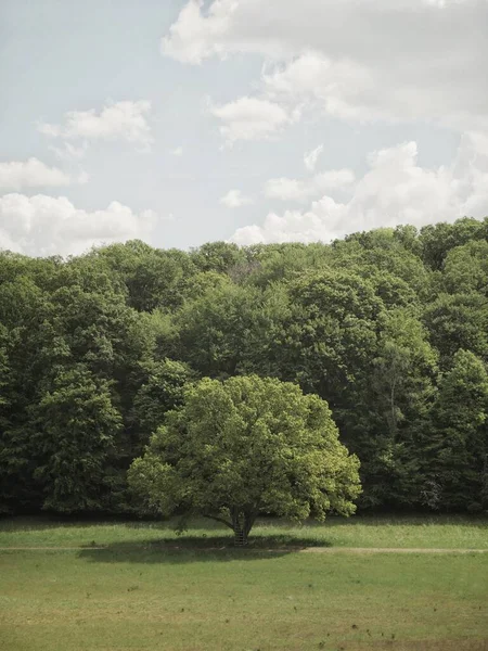 Blick Auf Einen Gruenen Baum Vor Einem Wald — Foto de Stock