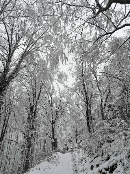 Tiro Vertical Árvores Cobertas Neve Floresta — Fotografia de Stock