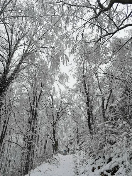 Plan Vertical Arbres Enneigés Dans Forêt — Photo