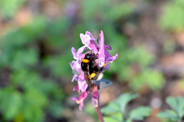 Ένα Κοντινό Πλάνο Μιας Μέλισσας Που Κάθεται Ένα Μωβ Λουλούδι — Φωτογραφία Αρχείου