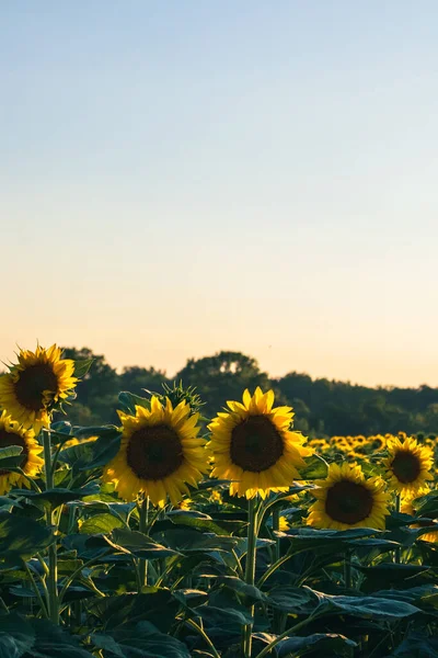 Sonnenblumen Feldlandschaft Bei Sonnenuntergang — Stockfoto
