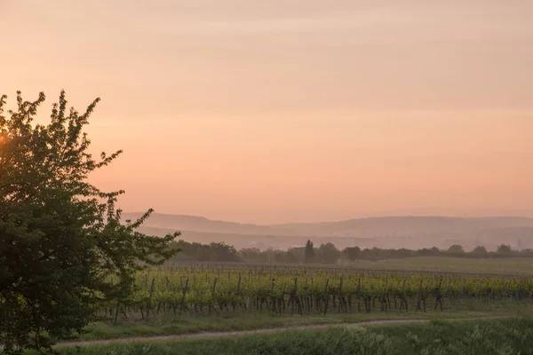 Een Landschap Uitzicht Van Wijngaard Bij Zonsopgang — Stockfoto