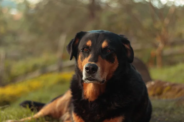 Nahaufnahme Eines Entzückenden Rottweiler Hundes — Stockfoto