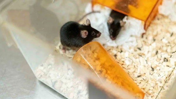 Une Vue Hamsters Mignons Dans Cage Avec Des Copeaux Bois — Photo