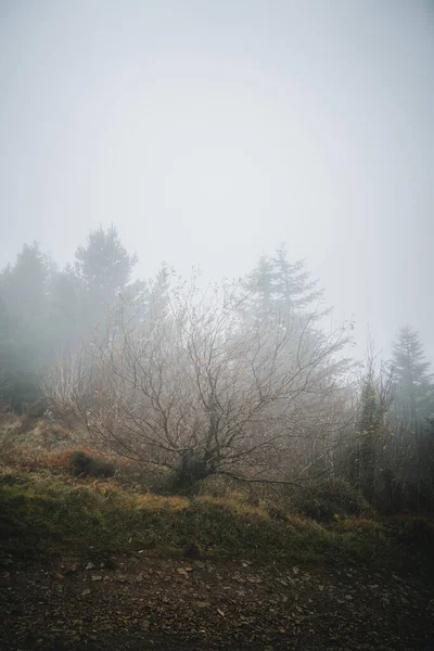Een Verticaal Schot Van Bomen Een Mistig Woud Rostrevor Noord — Stockfoto