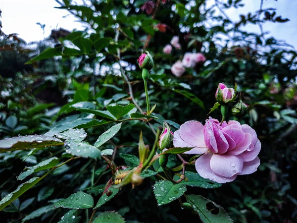 在花园里生长的粉红的玫瑰 — 图库照片
