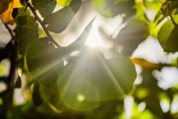 Солнечные Лучи Проходят Сквозь Листья Джунглей — стоковое фото