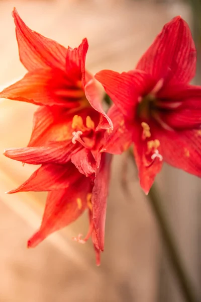 赤いヒペストラムの花のクローズアップ — ストック写真
