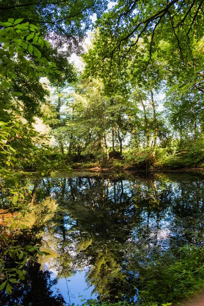 Een Verticaal Zicht Bosbomen Die Reflecteren Het Meer Het Voorjaar — Stockfoto