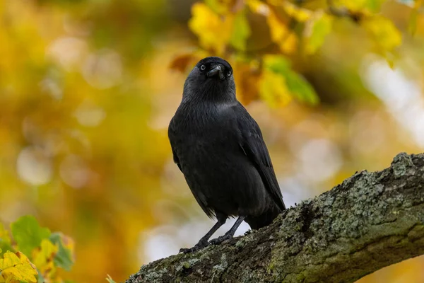 Una Mandíbula Occidental Coloeus Monedula Mirando Cámara Desde Árbol Con — Foto de Stock