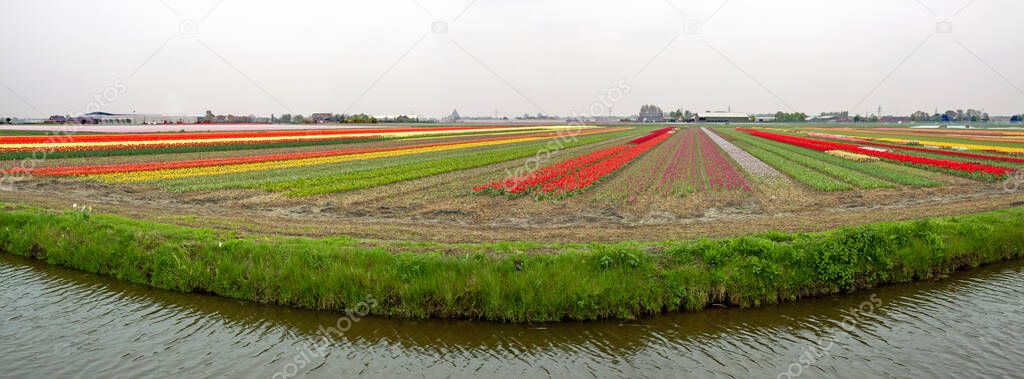 A panoramic shot of flowering tulip fields near Lisse, Netherlands, on a cloudy day in spring