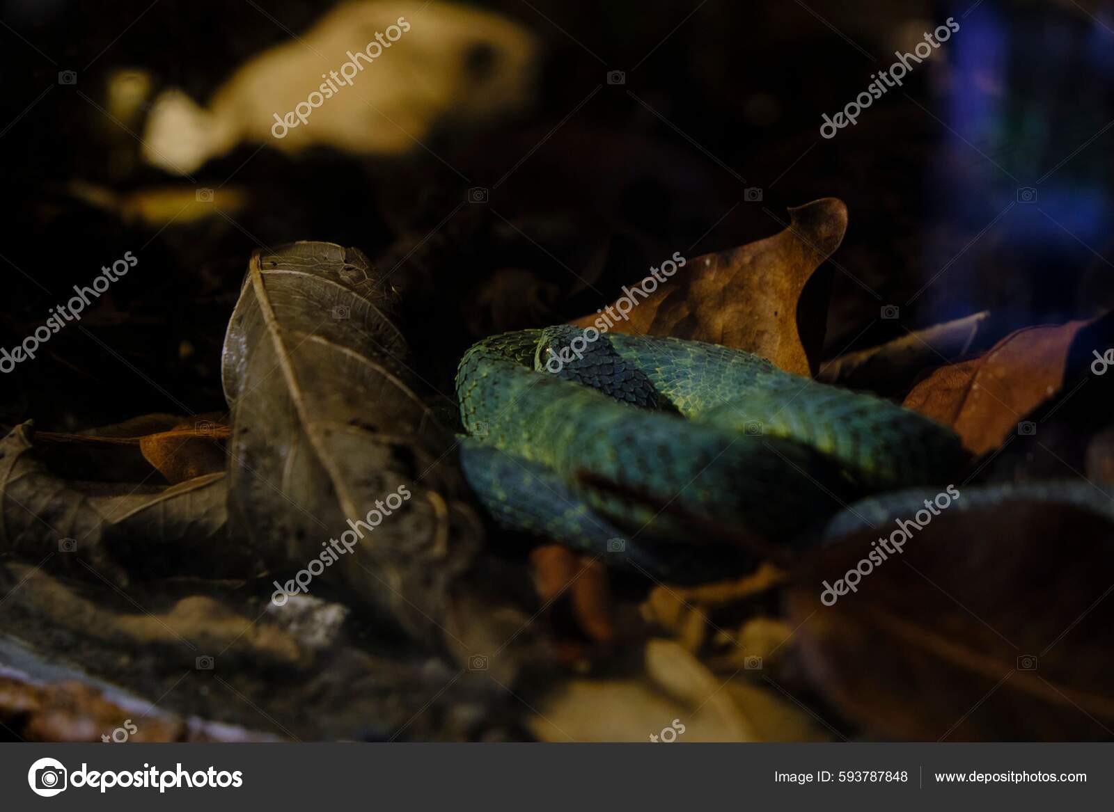 Leaf viper, Atheris squamigera, Stock image