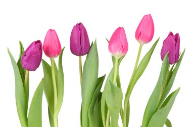 Beyaz arka planda güzel bir bahar çiçeği lalesi