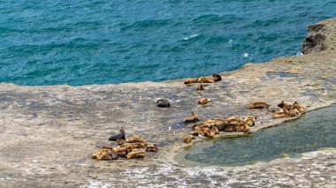 Denizde sakin suları olan düz bir kayalıktaki bir deniz kolonisinin hava görüntüsü.
