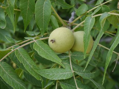 Yazın Missouri 'de ağaçta yetişen bir kara ceviz.