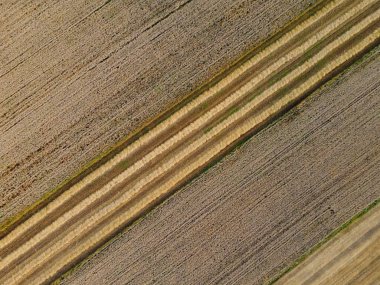 Sarı çizgileri olan mısır tarlalarının insansız hava aracı görüntüsü.