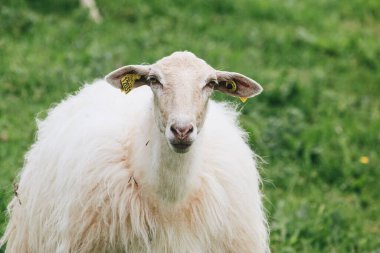 Tarlada bir koyunun yakın çekimi.