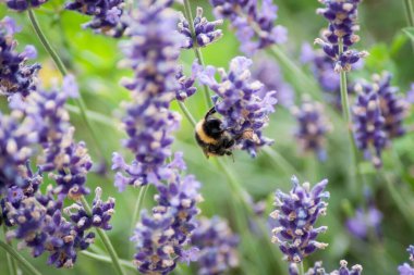 Çayırdaki lavanta (Lavandula) üzerindeki arıya yakın çekim