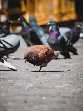 Romanya 'nın Lasi kentindeki bulanık arkaplanda Columba' nın dikey çekimi