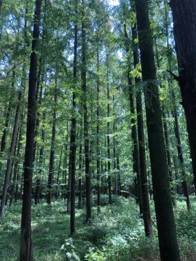 Ormandaki yüksek ağaçların dikey görüntüsü