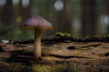 Düşen ağacın gölgesinde vahşi kahverengi mantar.