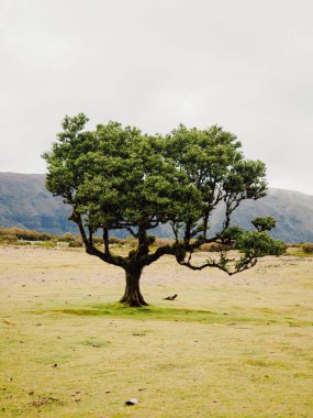 Portekiz, Madeira 'da bir çayırda tek bir yeşil ağacın dikey görüntüsü.