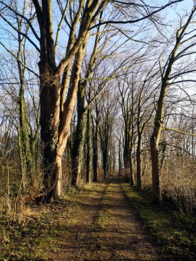 Ormandaki sonbahar ağaçlarının güzel manzarası
