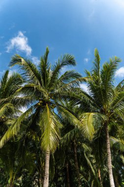 Güneşli bir yaz gününde palmiye ağaçlarının dikey görüntüsü.