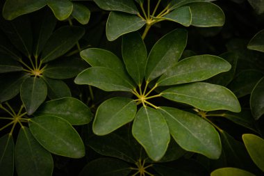 Schefflera Arboricola olarak da bilinen bir cüce şemsiyesinin güzel yeşil yapraklarının yakın çekimi.