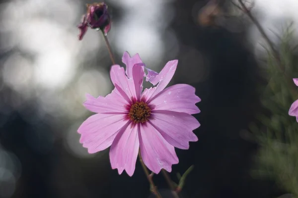 Een Closeup Van Roze Tuin Cosmos Bloem Wazige Achtergrond — Stockfoto
