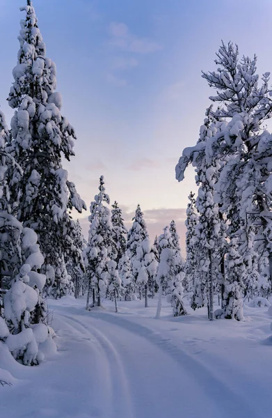 Plano Vertical Bosque Pinos Totalmente Cubierto Nieve Invierno Finlandia —  Fotos de Stock