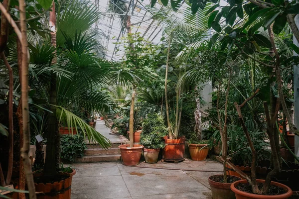 Intérieur Jardin Botanique Iasi Roumanie — Photo