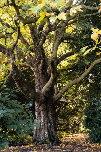 Autumn Yellow Old Tree Park — Stock Photo, Image
