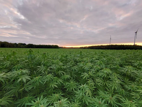 Una Vista Panoramica Campo Con Piante Cannabis Verde Sullo Sfondo — Foto Stock