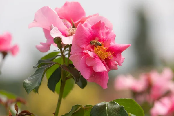 Bie Som Høster Pollen Rød Rose Full Blomst Med Gule – stockfoto