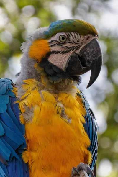 Close Vertical Papagaio Ara Com Fundo Embaçado — Fotografia de Stock
