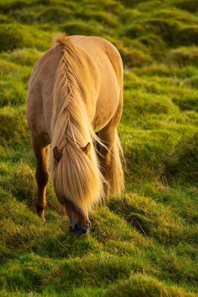 Plan Vertical Cheval Beige Broutant Dans Champ Vert Regardant Paisible — Photo