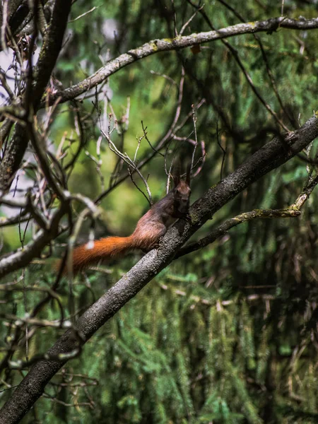 罗马尼亚拉西森林中一只东方灰松鼠的垂直镜头 — 图库照片