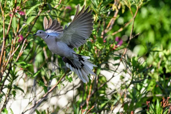 一只鸽子在花园里飞舞的特写镜头 — 图库照片