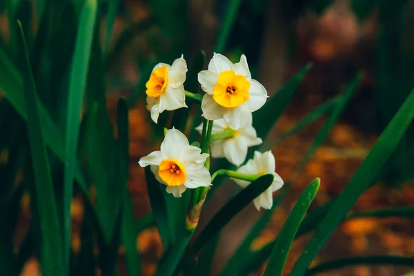 Plan Rapproché Quelques Jonquilles Poussant Dans Jardin — Photo